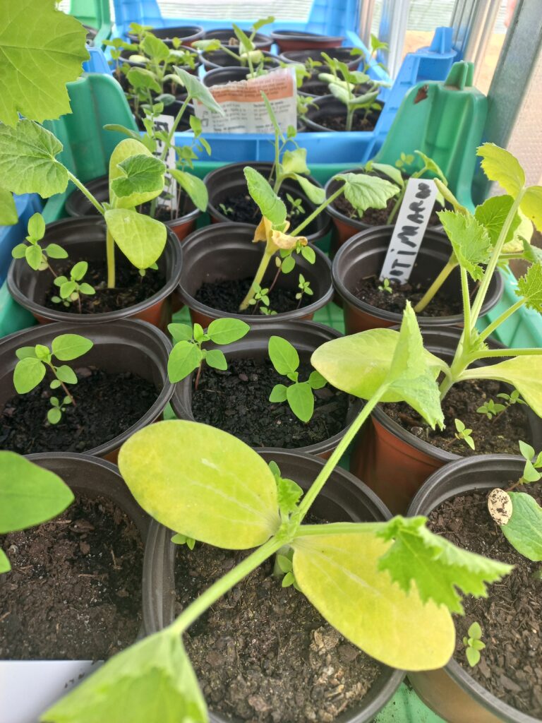 Pousses de potimarrons