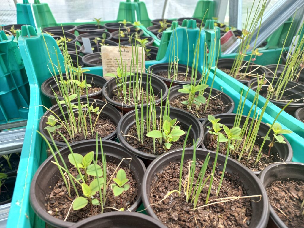 Pousses d'oignons jaune