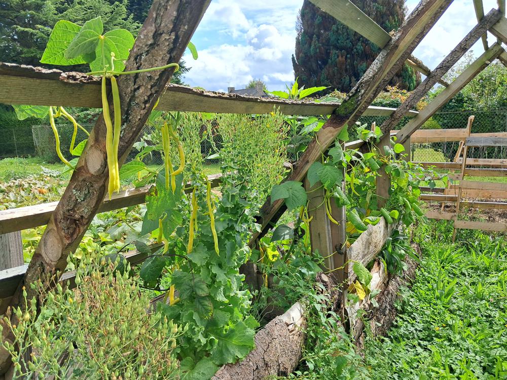 Potager haricots