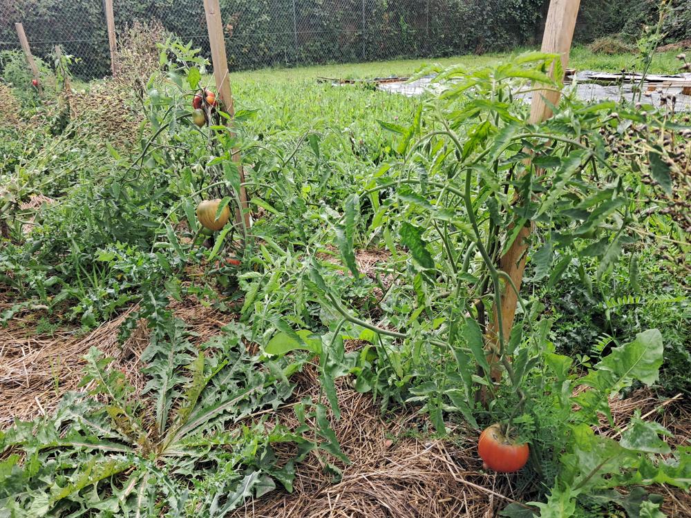 Potager tomates