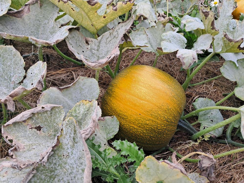 Courge