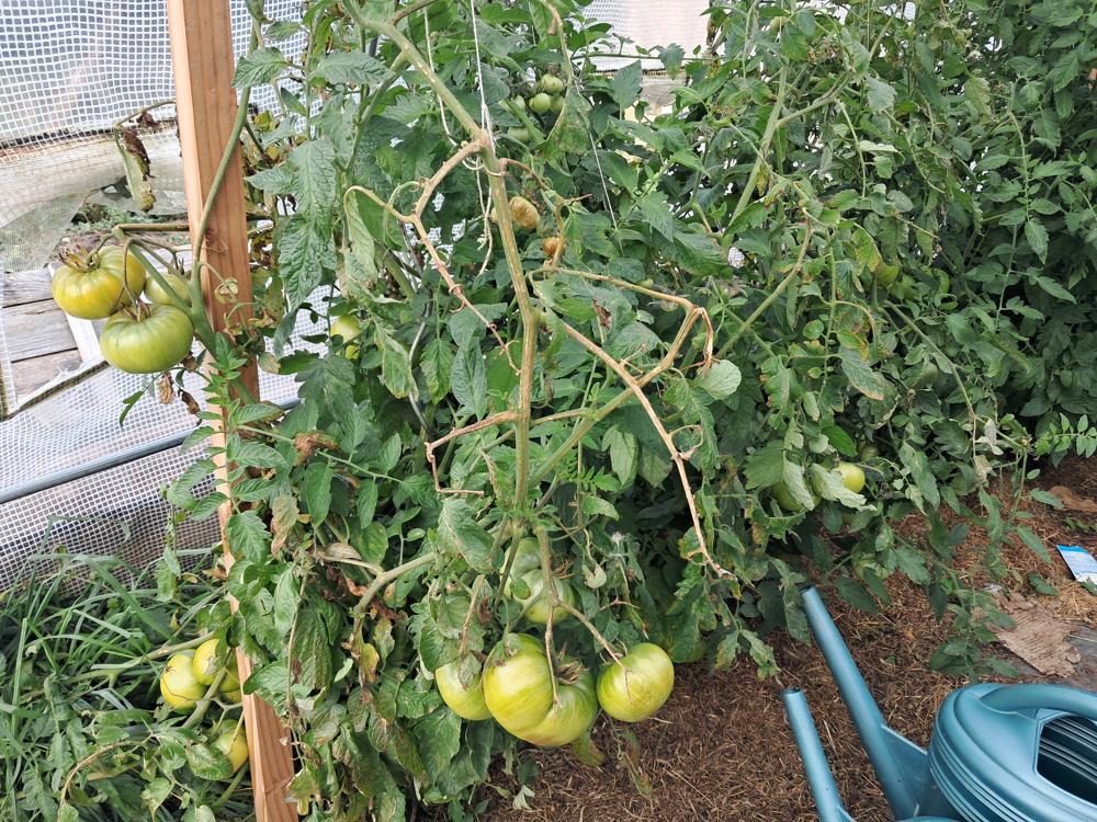 Tomates vertes