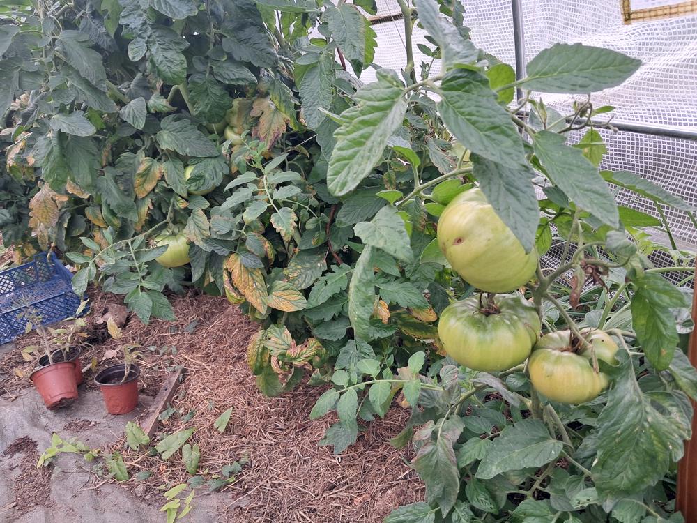 Tomates vertes